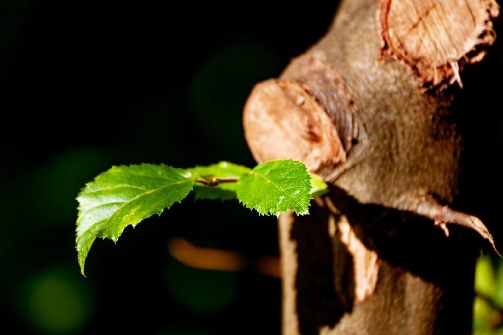 plant, forest, nature