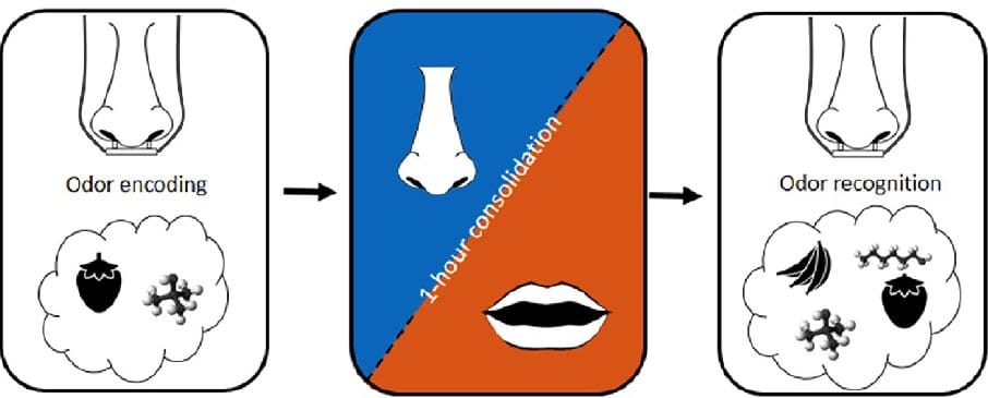 memory consolidation